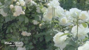WHITE ROSE - Mehdi // БЕЛАЯ РОЗА – Мехди___Музыка для души и наслаждения