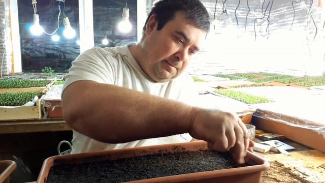 Виола (анютины глазки) как правильно посеять семена. смотреть онлайн