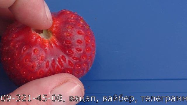 ФЛОРИДА БЬЮТИ ремонтантный сорт клубники