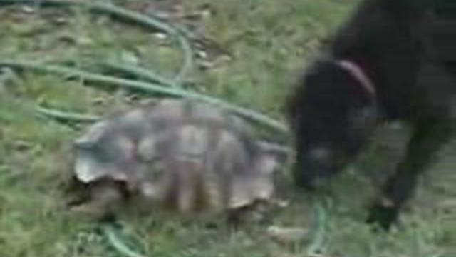 Черепаха и собака Tortoise and dog смотреть онлайн