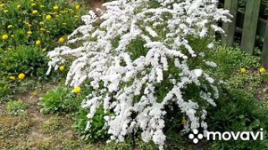 Спирея серая Grefsheim.