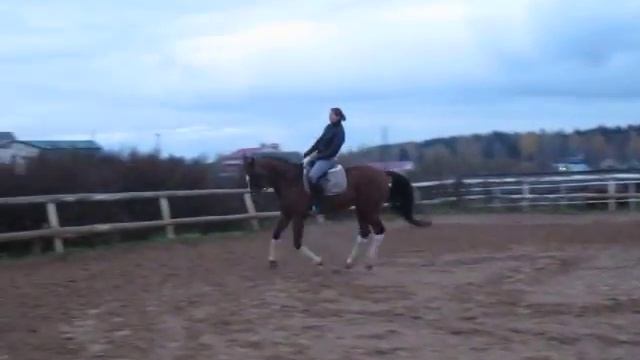 КАМИР, 2006 года рожд. ПРОДАЁТСЯ. смотреть онлайн