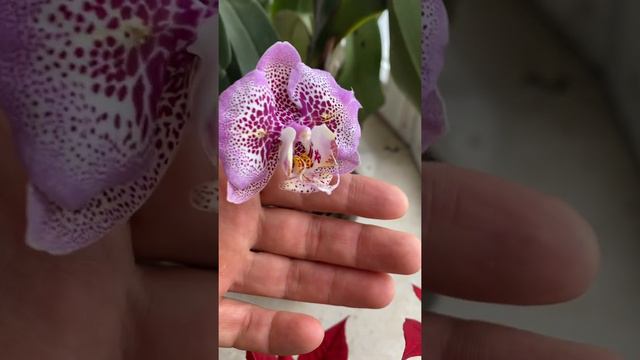 Phalaenopsis Sogo Diamond HLW