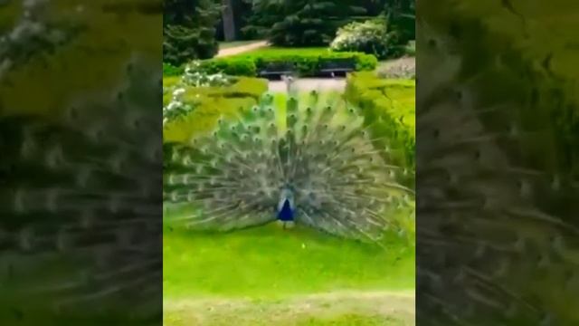 Красота павлинов смотреть онлайн