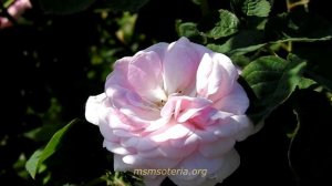 Радость - Христианские стихи.