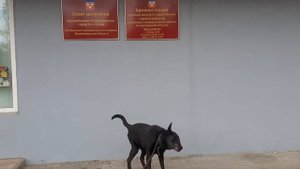 Коммунар совет депутатов администрация гатчинский район магнит пятёрочка Лабрадор Рей музей пса