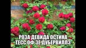 Роза Девида Остина Тесс Оф Зе Дубервиллз