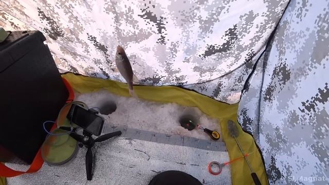 НАКОРМИЛ КОРИЦЕЙ...ОНА ТОПИТ УДОЧКУ в ГЛУХОЗИМЬЕ! Река выдаёт...и на поплавок. Рыбалка 2023 смотреть онлайн