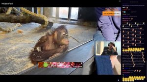 Папич смотрит видео про тапиров и обезьяну + чатик