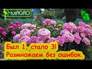 БЕЗ ОШИБОК: РАЗМНОЖАЕМ и САЖАЕМ ПИОН на МНОГО ЛЕТ ПЫШНОГО ЦВЕТЕНИЯ НА ОДНОМ МЕСТЕ!