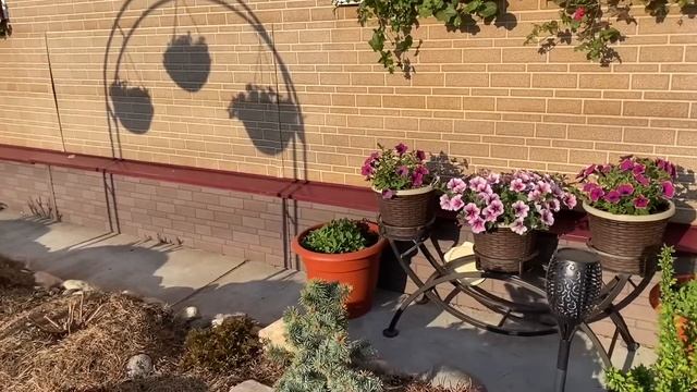 Украсила подоконники Пеларгониями/расставила кашпо по местам/ рассадила однолетки/ Ленинградская об смотреть онлайн