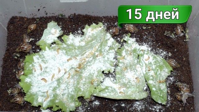 Улитки ахатины от 0 до 60 дней. Как ухаживать за маленькими улитками ахатинами?