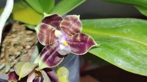 MCL 147 P. Mituo Purple Dragon "Blue Python". Растение от Миту