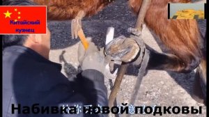 Сравниваем как подковывают лошадей в китайской конюшне и на туркменской конеферме.