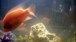 А я рыба, живу в океане