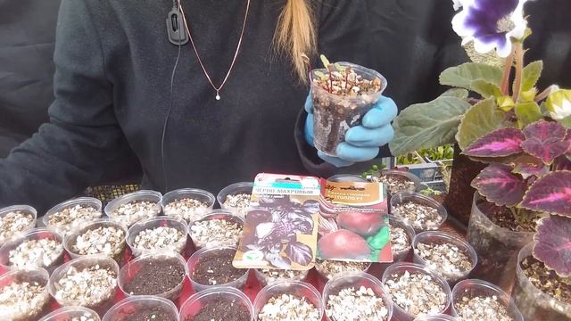 Как вырастить рассаду свёклы и базилик. смотреть онлайн