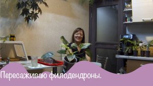 Пересадка. Грунт. Поломка. Покупка. Болталка.