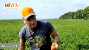 Морковь Назарет F1