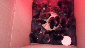 Есть на продажу цыплята мараны черно-медные