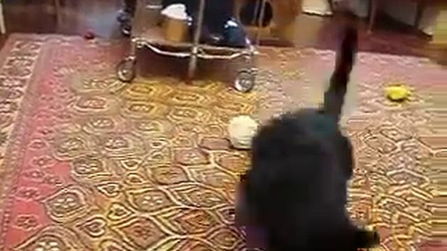 Горностай домашний и Кот смотреть онлайн