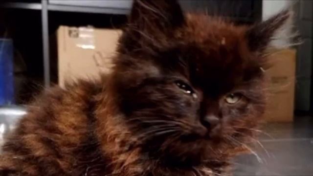 Открыв дверь, женщина увидела худенького котёнка. Он неподвижно лежал, свернувшись калачиком смотреть онлайн