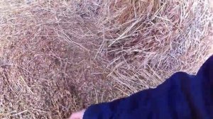 Заготовка сена. Суданка. Сено в рулонах.