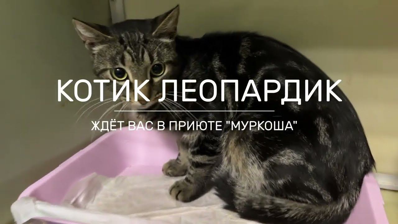 ЛЕОПАРДИК (уже дома)