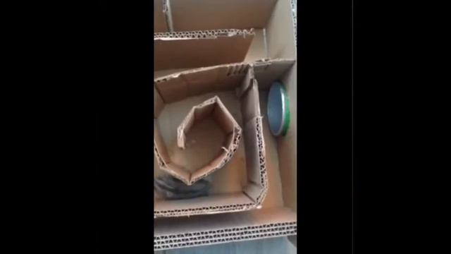 Хомя проходит лабиринт