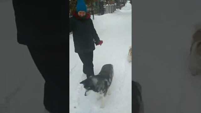 Наши верные Друзья смотреть онлайн