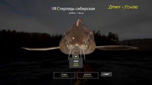 Русская рыбалка 4.🎣 р. Нижняя Тунгуска🐬🦈🐬💦 ТРОФЕЙ от LATORSO 👀