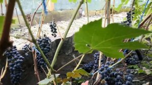 Фош и Мукузани  созрели. 16. 09.21 г. (2)