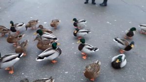 Как живут утки зимой в городе и что едят - Лайфхак от тети Сони