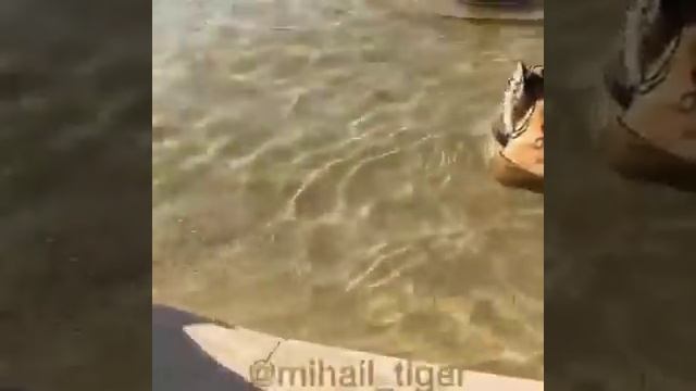 ТИГР ПРОТИВ СОБАКИ АЛАБАЙ - TIGER VS DOG ALABAI #Shorts