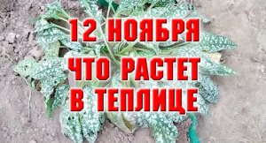 12 ноября. Что у меня в теплице.mp4