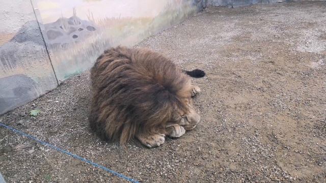 Сафари-парк в Краснодаре смотреть онлайн