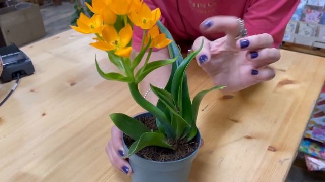 Орнитогалум - цветок, который вам нужен | Как за ним ухаживать
