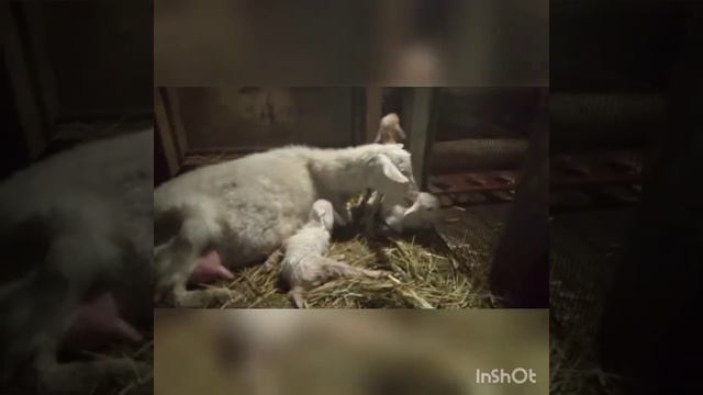 Роды козы "тройная" супер смотреть онлайн