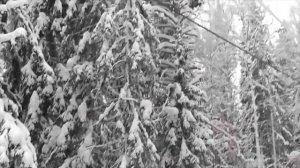 Снежные деревья Ukko-Koli with Billy Martin's "Winter Song. #northkarelia#kolinkansallispuisto#suom