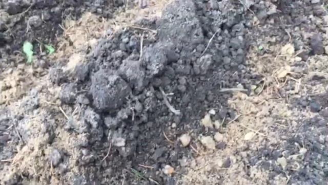 Как вырастить лук! Хитрости посадки лука с календулой под зиму с защитой! смотреть онлайн