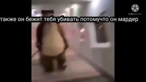 all star + медведь в коридоре