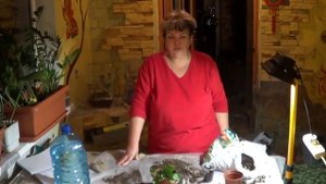 Зигокактус ( ШЛЮМБЕРГЕРА, ДЕКАБРИСТ, РАКОВЫЕ ШЕЙКИ). УСЛОВИЯ ЦВЕТЕНИЯ ДЕКАБРИСТА