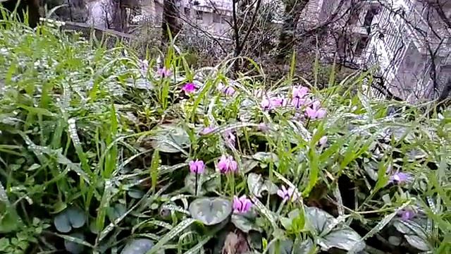 Цикламены в росе смотреть онлайн