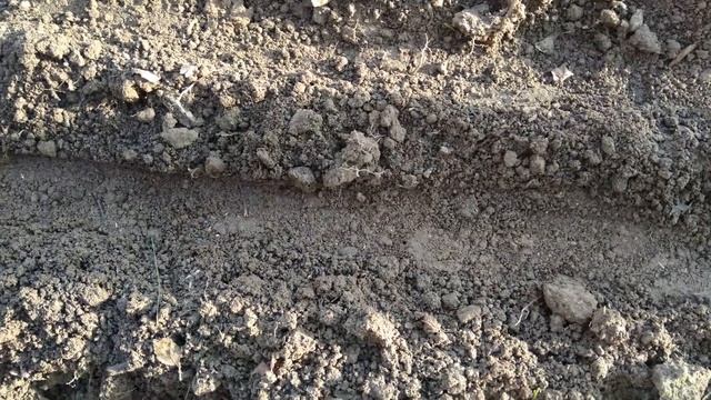 Подзимний посев моркови Нантская F1 от Семко
