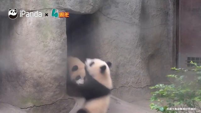 Самые нелепые падения панд собрали в одном видео смотреть онлайн