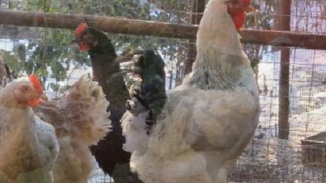 Разведение кур породы Юрловская голосистая как бизнес идея | Куры Юрловские голосистые