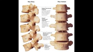 Строение позвоночника. Часть первая. Лекции доктора Милованова.