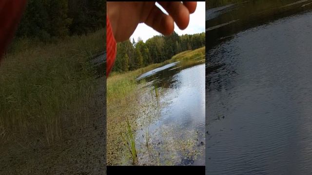 Ловля красноперки на мормышку#shorts#spinning#fish