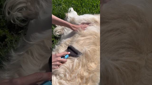 Видеосъемка с животными. Видео обзор расчески для собак. Видео и фото контент для маркетплейсов. смотреть онлайн