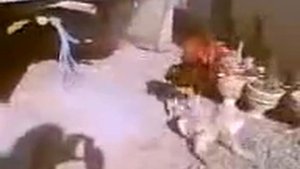 Питух против собака