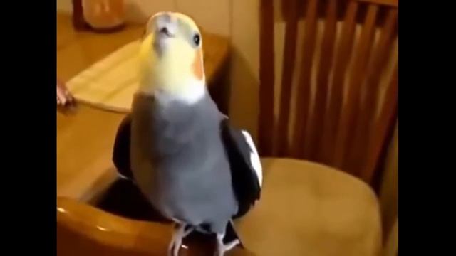 животные говорят картинки кроликов смотреть онлайн